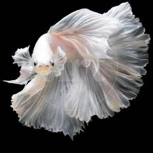 Meet your Posher, Kenshin